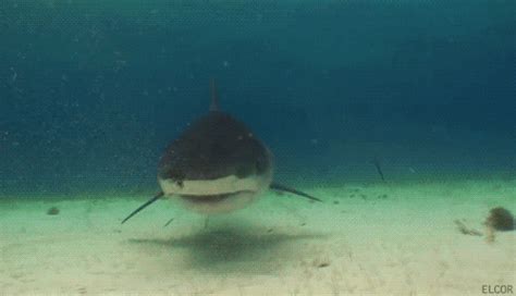 Keep your Shark vacuum cleaner in top shape by following these easy step. . Cute shark gif